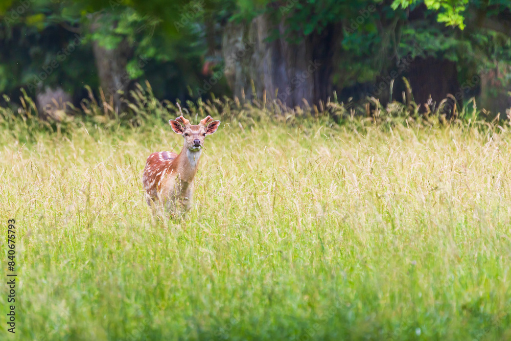 Sika deer - Cervus nippon stands on a meadow in the grass Sika deer - Cervus nippon stands on a meadow in the grass