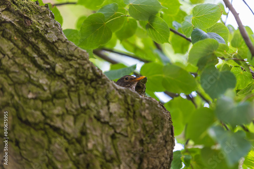 Blackbird - Turdus merula sits in a crevice of a tree on a nest. © Roman Bjuty