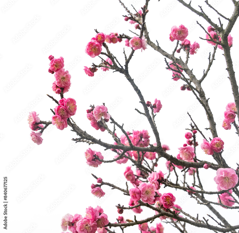 Fototapeta premium plum blooming flowers isolated on white background