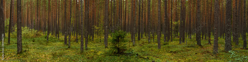September mossy pine dense green forest. widescreen panoramic side view 20x5