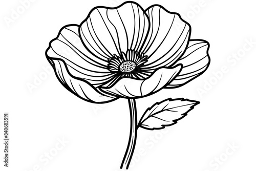 line drawing of wild poppy flower vector illustration