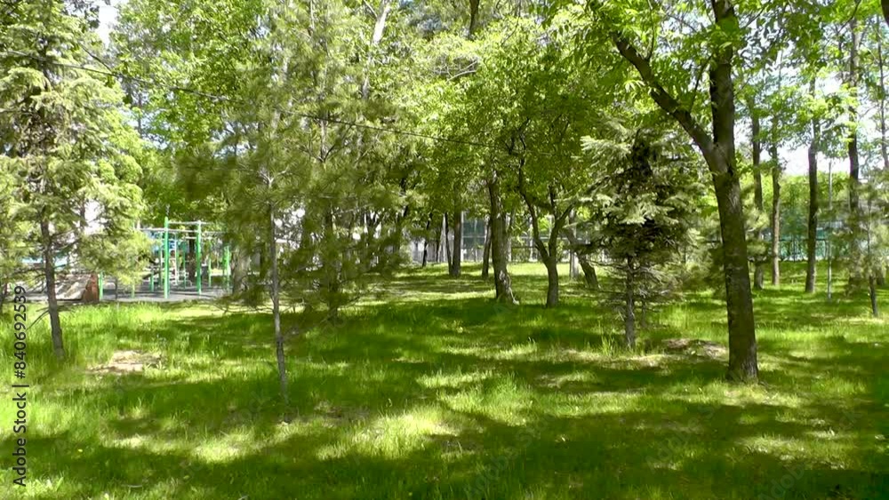 Green lawn and trees in a city park in summer