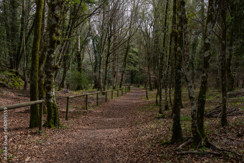 path in the woods