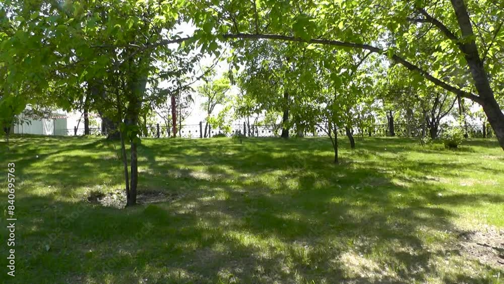 Green smooth lawn and trees in the park in summer