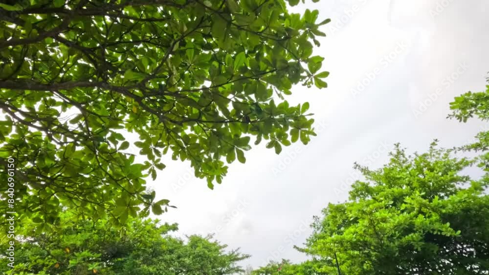 Background texture of fresh green lawn of a local public park with beautiful trees in the soft morning sunlight.Sunshine forest and grassland in the park.