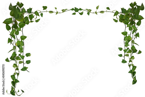 Plante retombante ou suspendue. Feuillage comme philodendron, potos ou lierre. Longues lianes formant une arche isolées sur fond transparent.