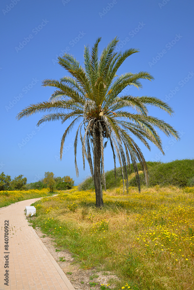Fototapeta premium large spreading palm tree under it in a park on a sunny summer day