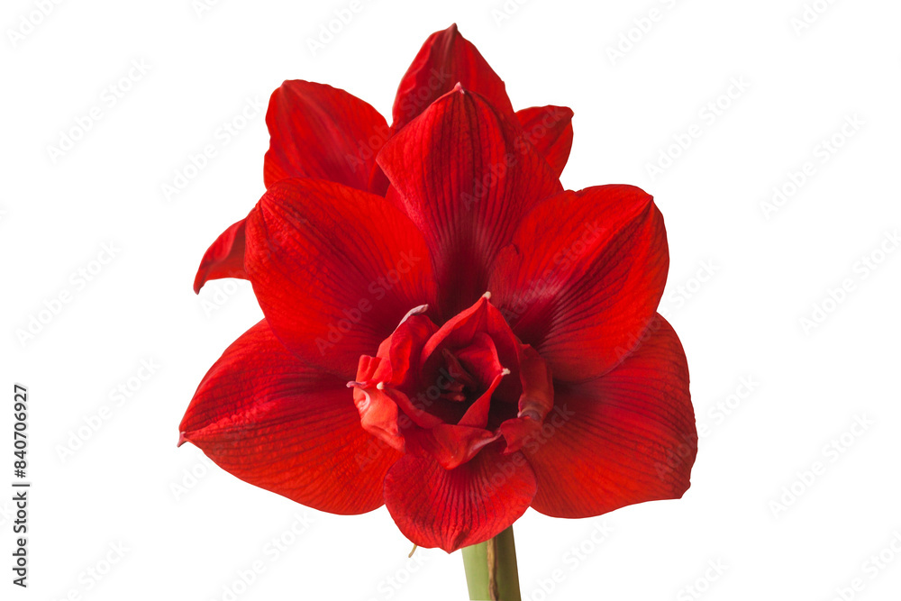 Hippeastrum (amaryllis) Hippeastrum (amaryllis)