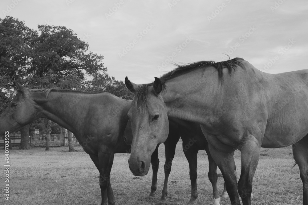 Obraz premium Pair of horses in rustic black and white country scene.