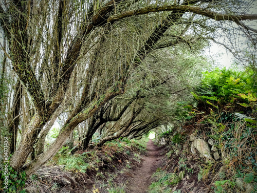 Weg mit Bäumen in Frankreich