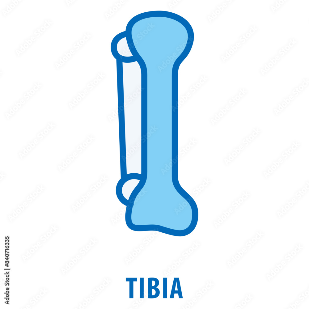 tibia Icon simple and easy to edit for your design elements