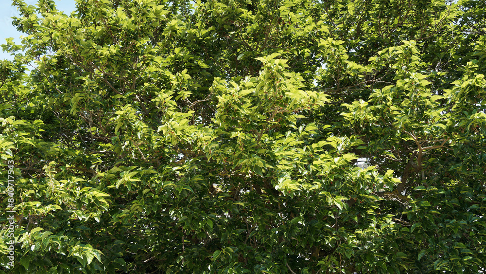 Feuillage luxuriant d'un arbre de Mûrier blanc ou mûrier de Chine (Morus alba) Feuillage luxuriant d'un arbre de Mûrier blanc ou mûrier de Chine (Morus alba)