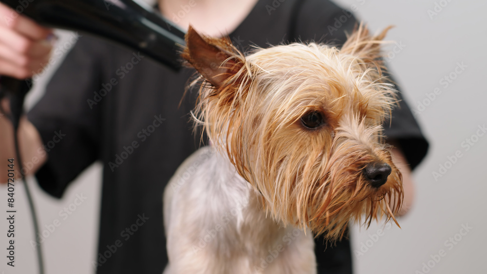 In a special grooming salon, a cute dog is dried with a hairdryer after a bath. A groomer takes care of a small puppy's fur. Concept for pet hygiene, veterinary medicine and professional care. In a special grooming salon, a cute dog is dried with a hairdryer after a bath. A groomer takes care of a small puppy's fur. Concept for pet hygiene, veterinary medicine and professional care.