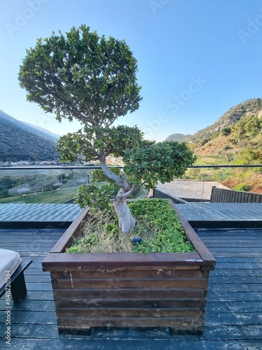 Green decorative tree in the garten, green mountains and blue sky, beautiful nature