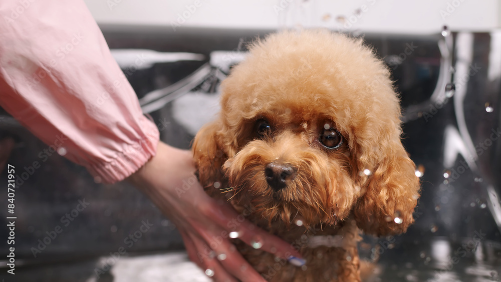 A professional groomer bathes a small purebred dog in an ozone bath. Animal spa concept, dog bathing in a professional salon. A professional groomer bathes a small purebred dog in an ozone bath. Animal spa concept, dog bathing in a professional salon.
