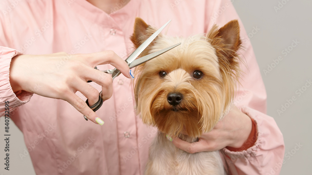 Close-up of a well-groomed purebred dog on a light background during a haircut. A professional takes care of a cute dog. Animal care concept.