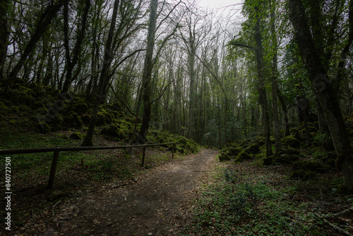 path in the woods