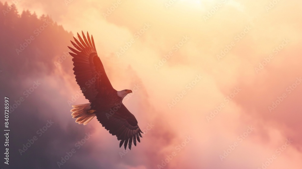 Obraz premium A bald eagle flying in sky at sunrise in wild.