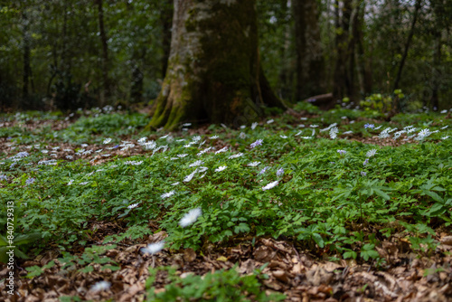 spring in the forest