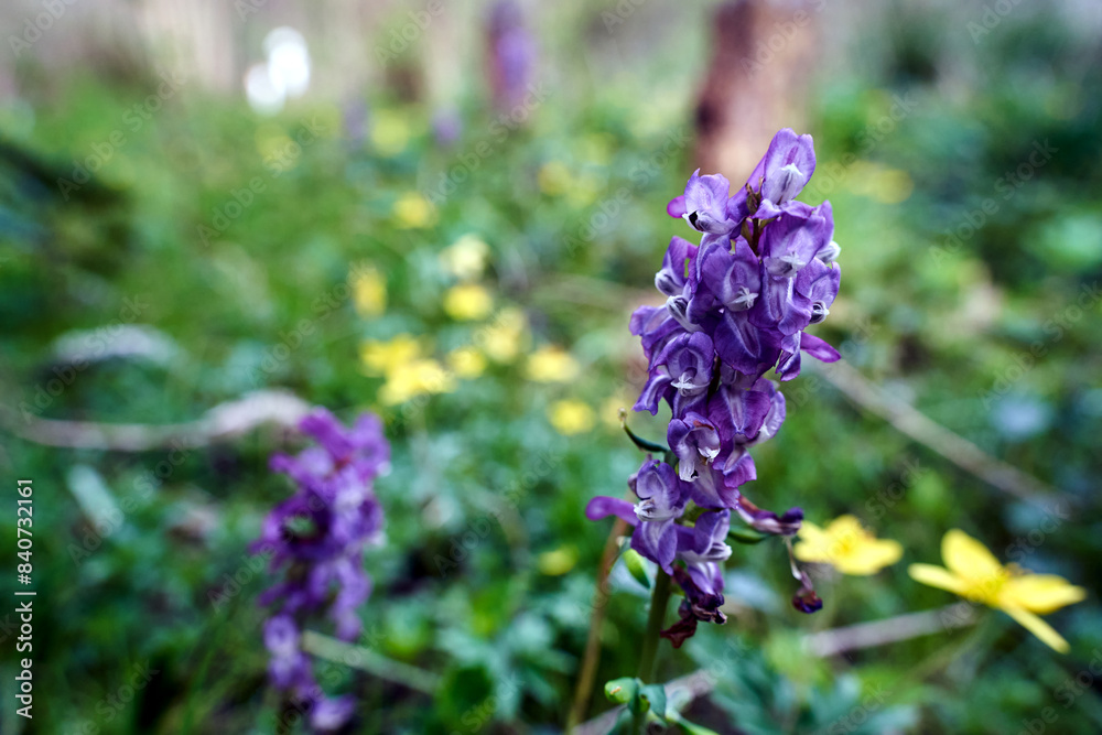 blooming small flowers Spring peas on a clearing in the forest in spring blooming small flowers Spring peas on a clearing in the forest in spring