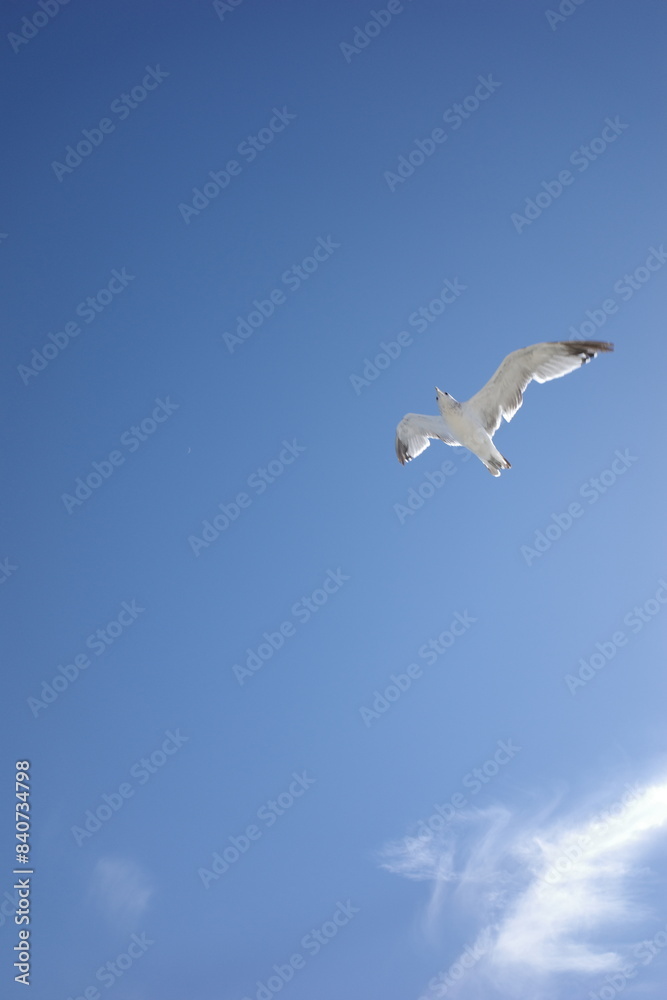 A white seagull with outstretched wings soars gracefully through a clear blue sky A white seagull with outstretched wings soars gracefully through a clear blue sky