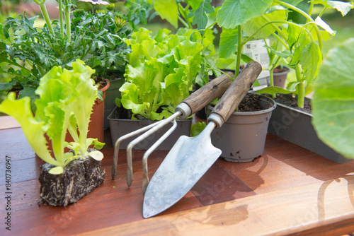gardening tools a pot lof vegetable seedlings with lettuce in soil ready to p...