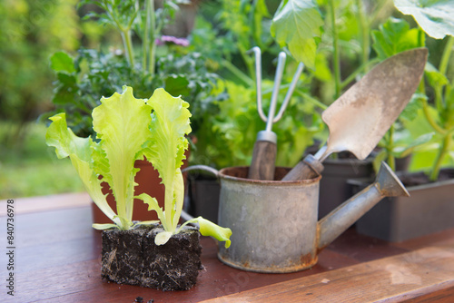 lettuce  in dirt ready to plant with gardening tools in back and vegetable se...