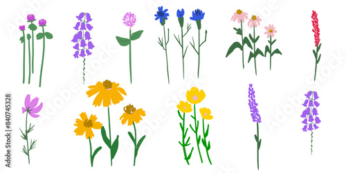Set of field flowers isolated, folk style