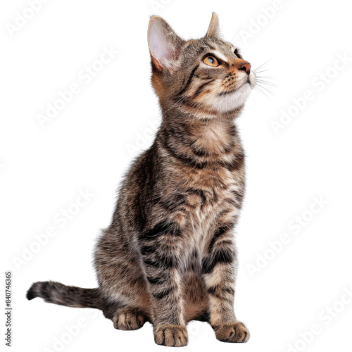 Cat isolated with transparent background