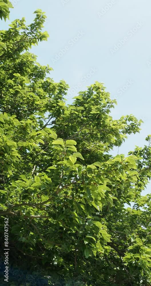 (Morus alba) Mürier blanc ou mûrier de Chine
