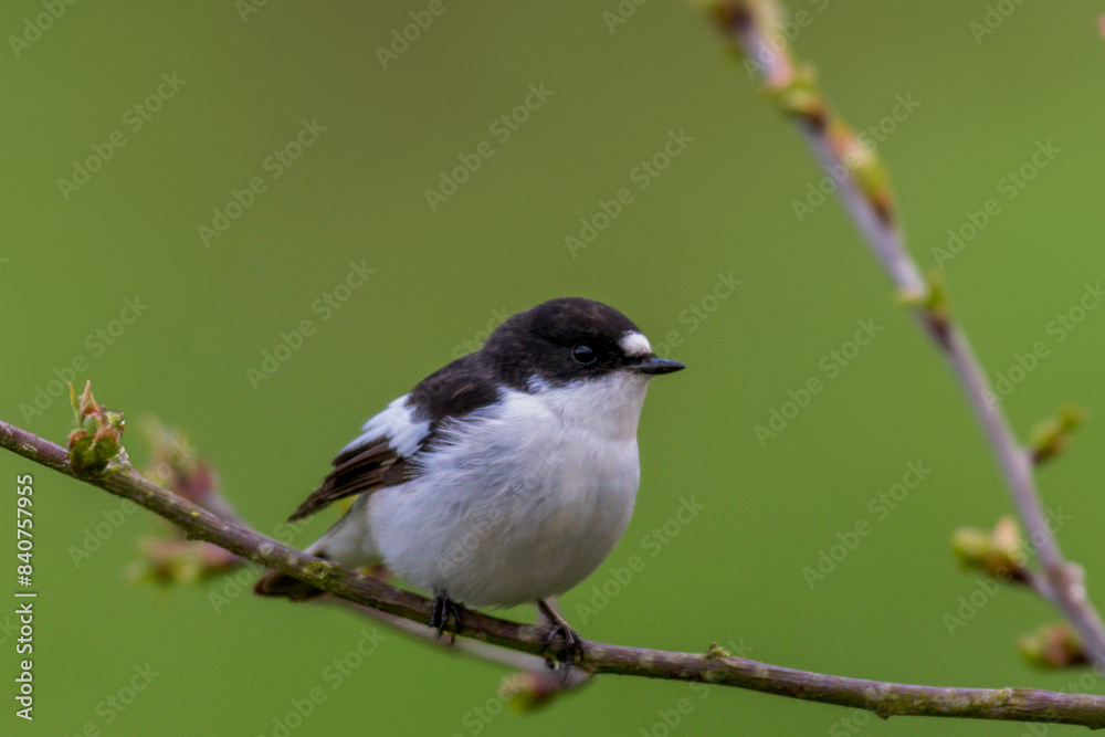 Obraz premium Trauerschnäpper