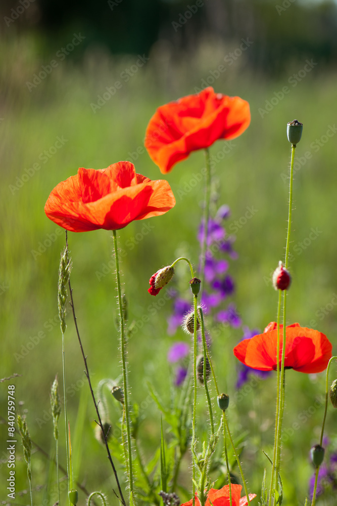 Obraz premium poppies. delicate petals of red poppies in the sun. background with red poppy flowers. Beautiful red poppy flower and buds isolated on a light background. wild flower, beauty in nature. close-up