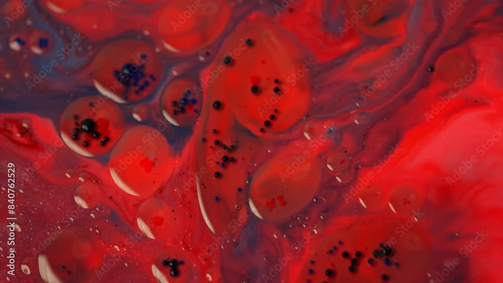 Mixing red and blue colors like magic on video. The movements of paint and oil bubbles create vivid textures and deep shades, turning the frame into a masterpiece. High quality 4k footage
