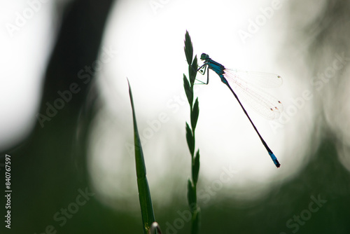 Coenagrion mercuriale. a dragonfly sits on a spikelet. small blue dragonfly on a field plant. spring or summer background. small predator. autumn background. macro nature, insect close-up, bokeh photo