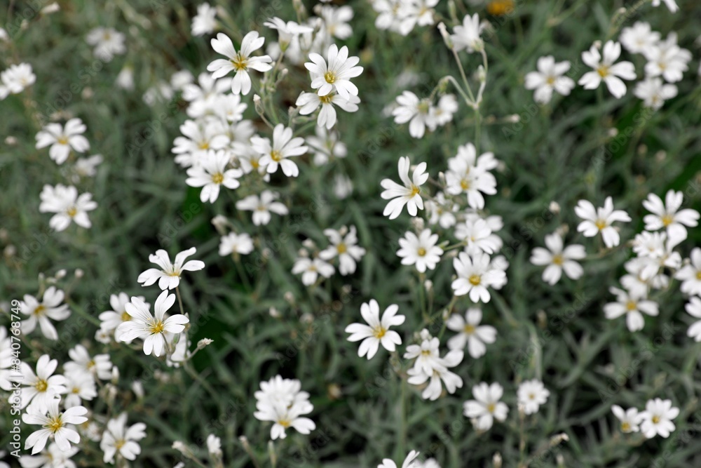 Petites fleurs blanches de Céraiste cotonneux avec feuilles Petites fleurs blanches de Céraiste cotonneux avec feuilles