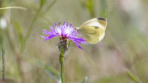 white butterfly sitting on Centaurea jacea. beautiful insect in spring season. butterfly Pieris manni on meadow pink Centaurea jacea flower for background and text. macro nature photo photo