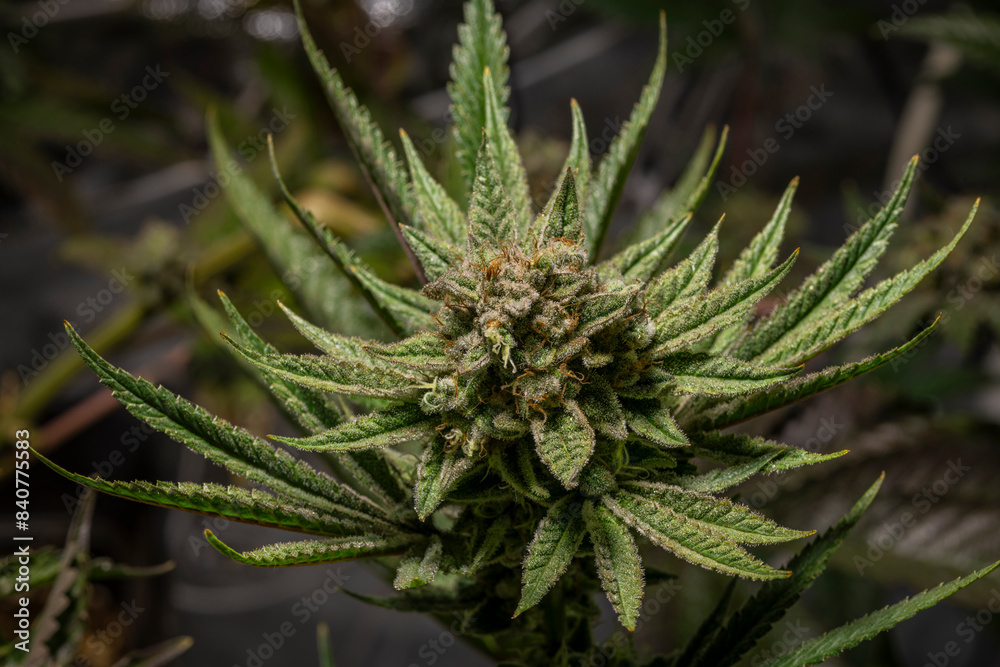 Califunk variety of light green flower of marijuana with ripe blooms Califunk variety of light green flower of marijuana with ripe blooms