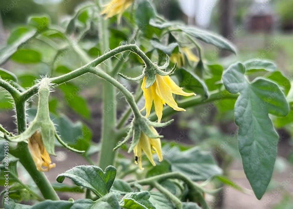 Fototapeta premium Small yellow flowers on the tomato bush