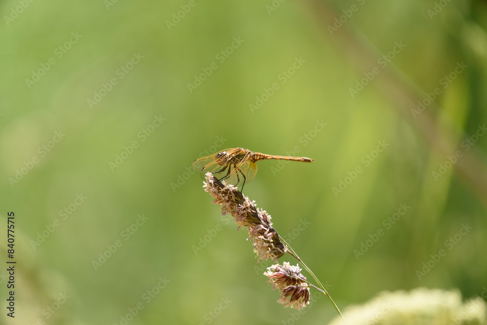 African red dragonfly, Trithemis kirbyi, located in fields in northern Spain African red dragonfly, Trithemis kirbyi, located in fields in northern Spain