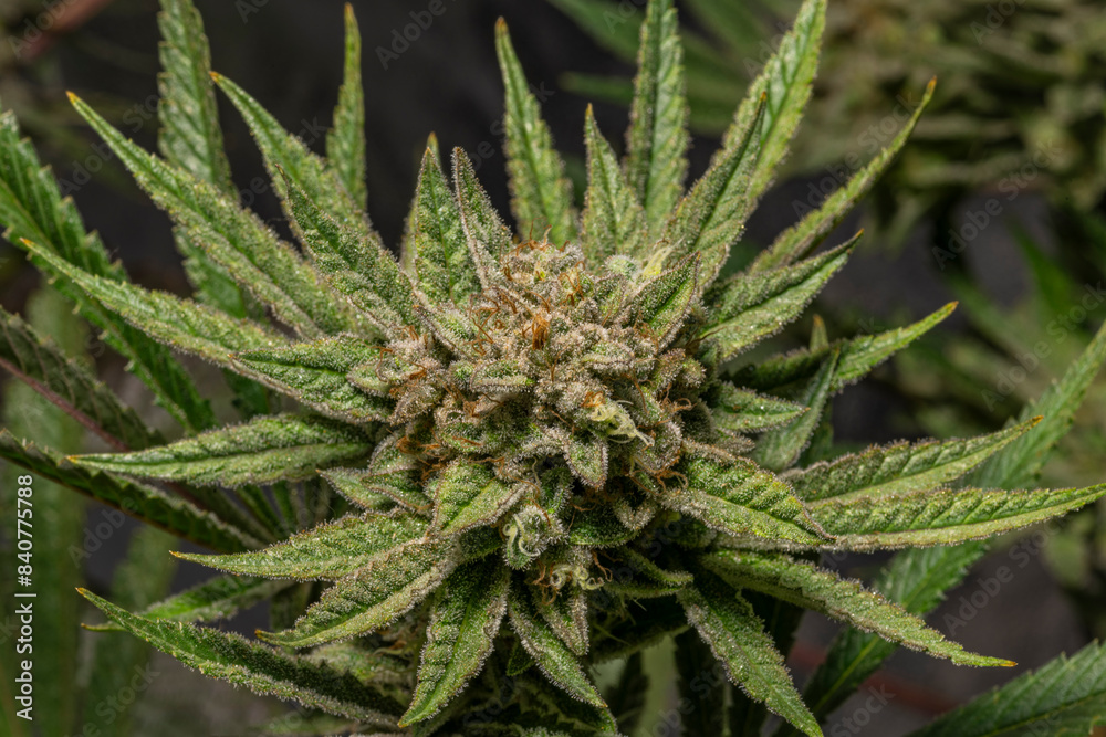 Califunk variety of light green flower of marijuana with ripe blooms Califunk variety of light green flower of marijuana with ripe blooms
