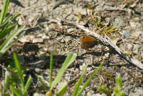 Small Heath (Coenonympha pamphilus) butterfly sitting on the ground in Zurich, Switzerland photo