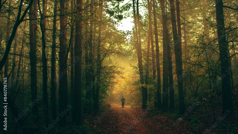 Naklejka premium Autumn forest nature. Vivid morning in colorful forest with sun rays through branches of trees. Mystical forest.