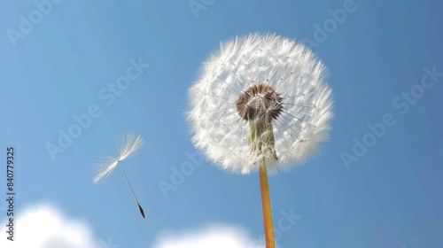  A dandelion floats in the wind against a blue sky  its solitary head in the foreground