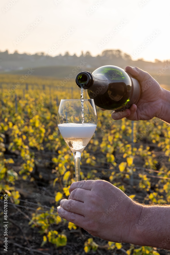 Fototapeta premium Tasting of grand cru sparkling brut white wine champagne on sunny vineyards of Cote des Blancs in village Cramant, Champagne, France, pouring of wine