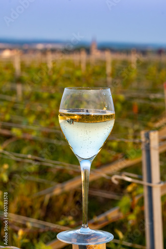 Tasting of grand cru sparkling brut white wine champagne on sunny vineyards of Cote des Blancs in village Cramant, Champagne, France, glass of wine on vineyard