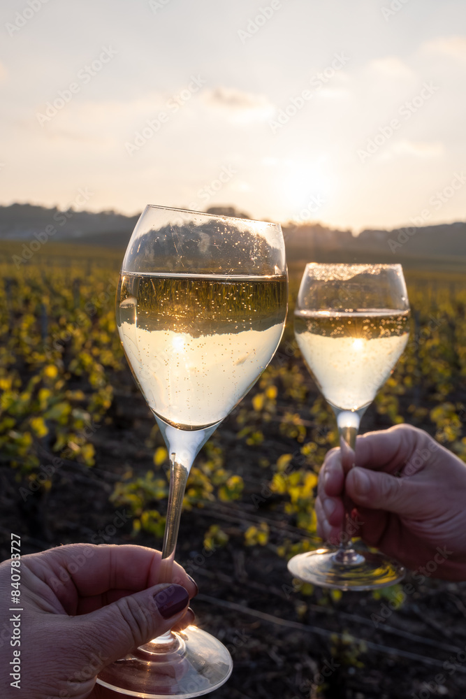 Obraz premium Tasting of grand cru sparkling brut white wine champagne on sunny vineyards of Cote des Blancs in village Cramant, Champagne, France, glasses of wine in hands