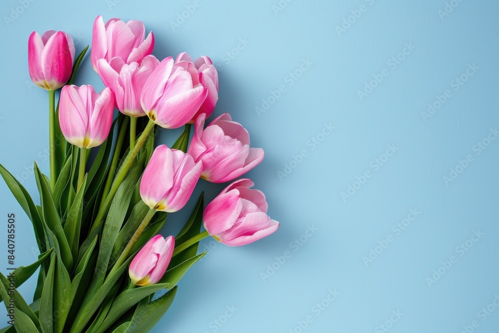 Obraz premium Fresh pink tulips arranged in a bouquet against a bright blue background