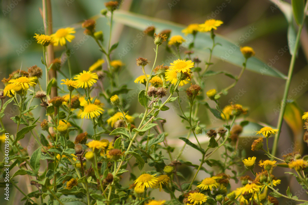 Fototapeta premium Closeup common fleabane flowers with selective focus on foreground