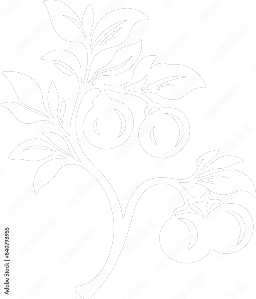apricot outline apricot outline