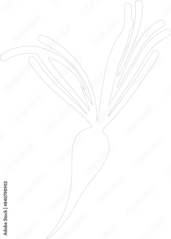 Obraz premium carrot outline